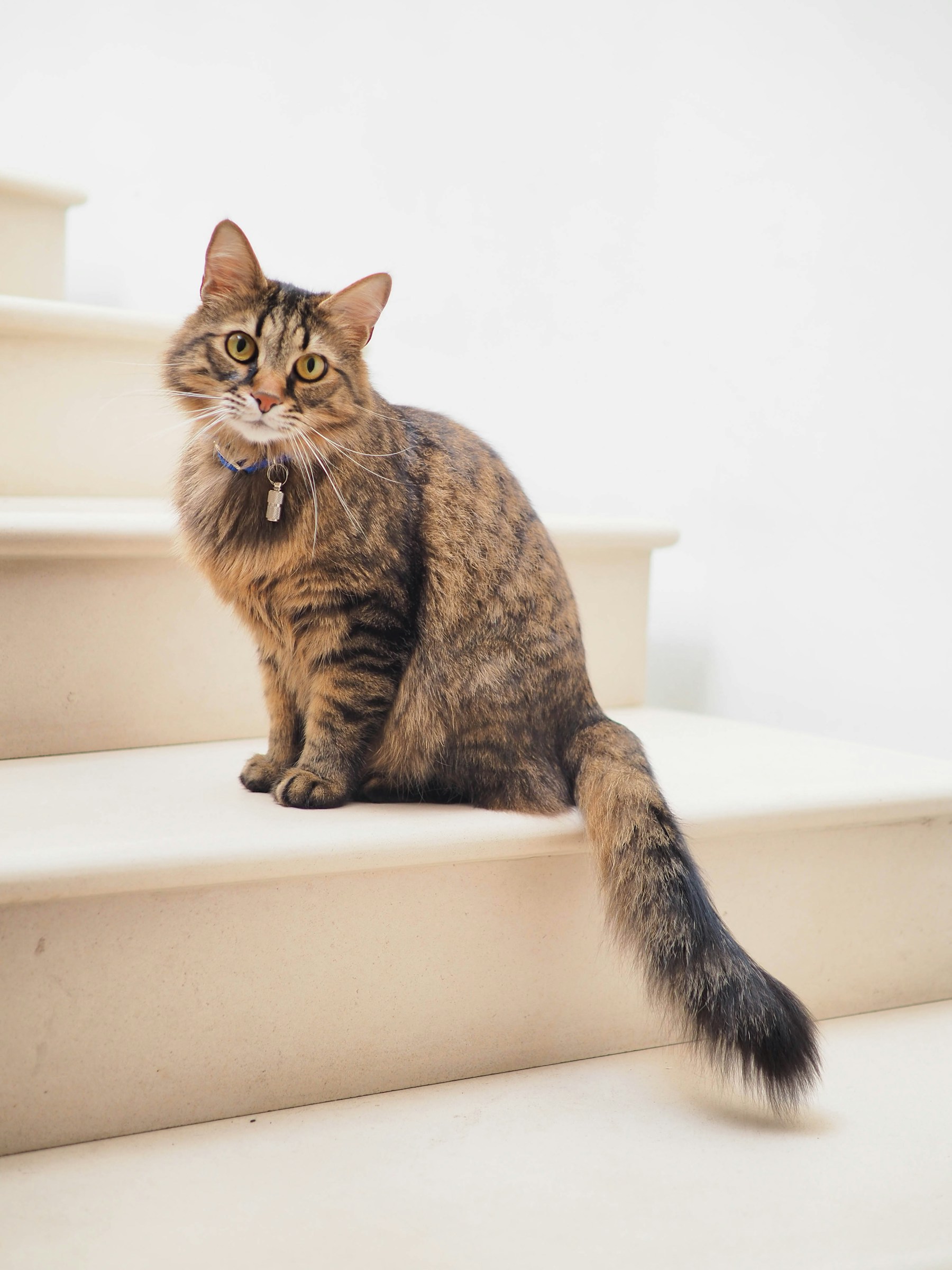 A calm cat at home