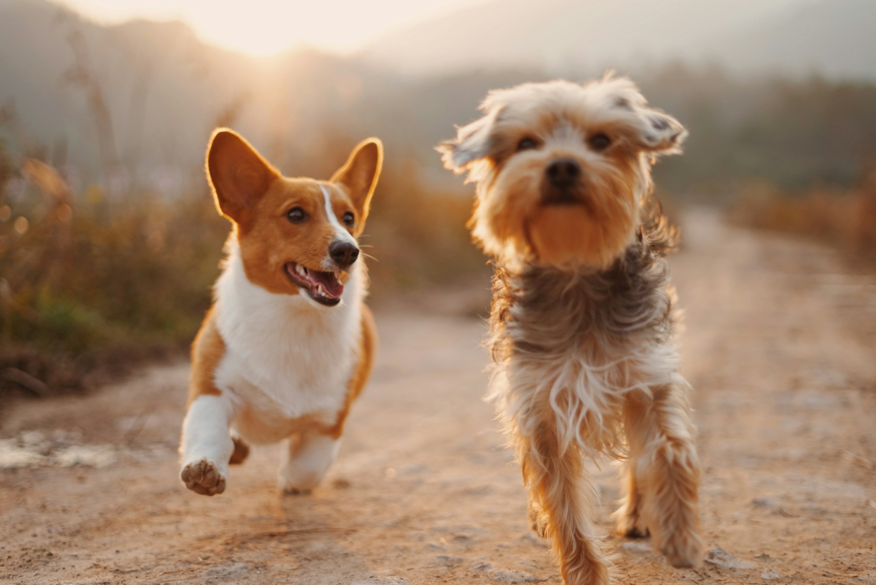 Two companions running together